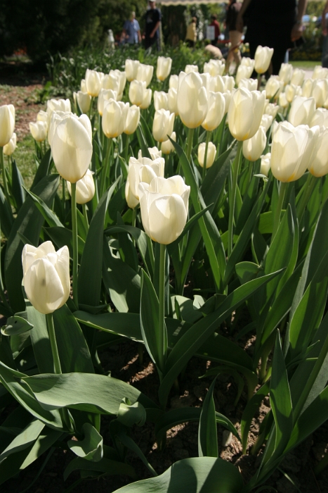 Tulipes a Morges 2007 - 016